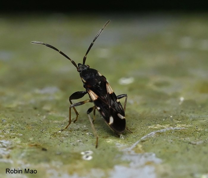  Eremocoris sp. 