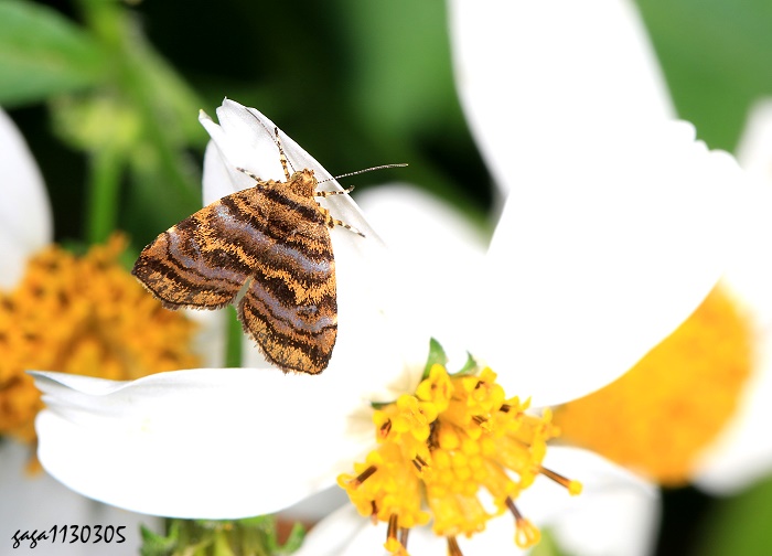 gR Choreutis amethystodes  