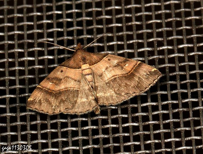 ҥPŽn Bertula kosemponica