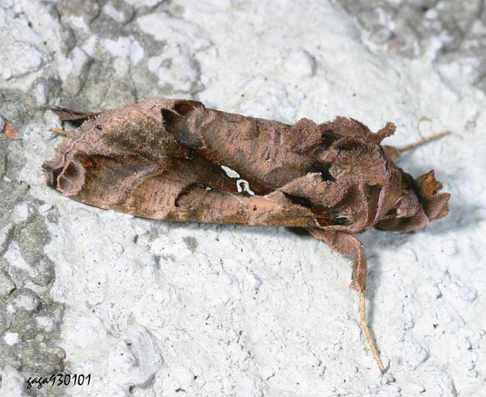 ȯީ] Ctenoplusia agnata 