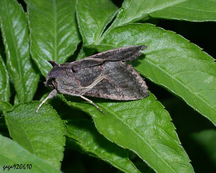 Ctenoplusia albostriata