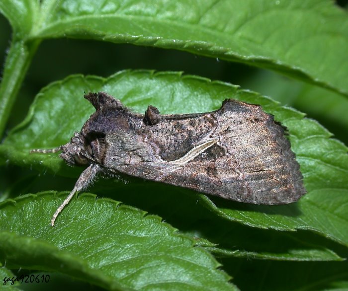 ձ] Ctenoplusia albostriata