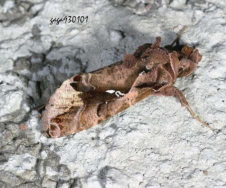 Ctenoplusia agnata