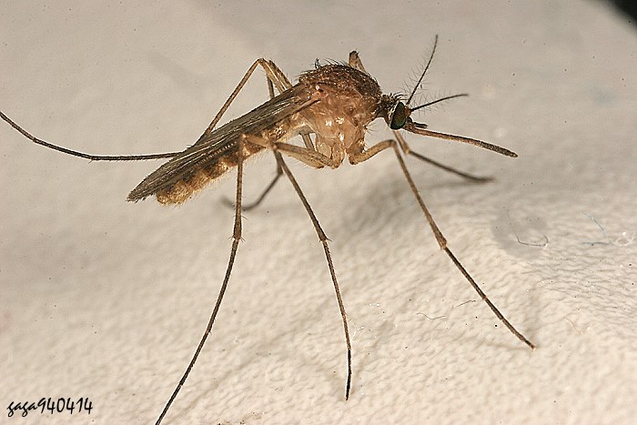 Culex bitaeniorhynchus
