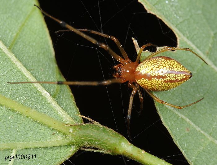 Mesida yini 