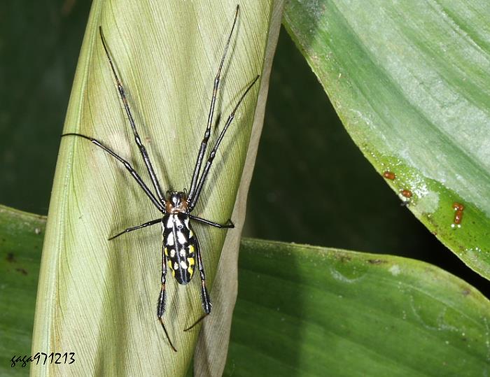  Leucauge tessellata 
