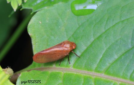 Cosmoscarta bispecularis