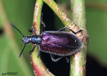  Cerogria chinensis