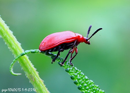 V Lilioceris sp.  