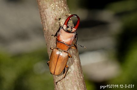 Cyclommatus multidentatus scutellaris 