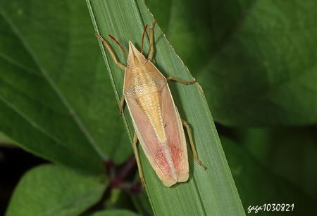 Megarrhamphus hastatus