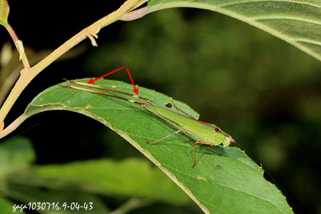 Phaneroptera nigroantennata 