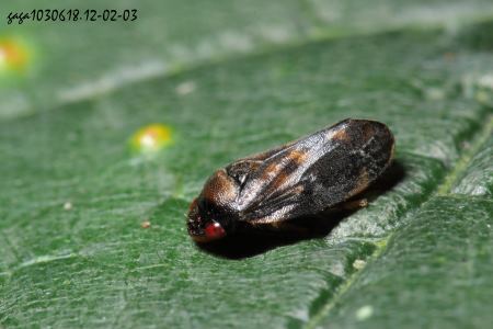 j  Sounama  sp. 