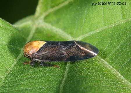 ͨȬ Deltocephalinae  