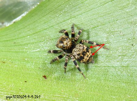 Sitticus penicillatus