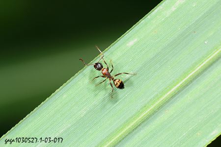 s Camponotus subbarbatus 