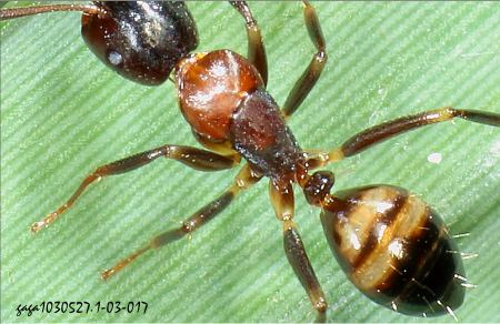 Camponotus subbarbatus 