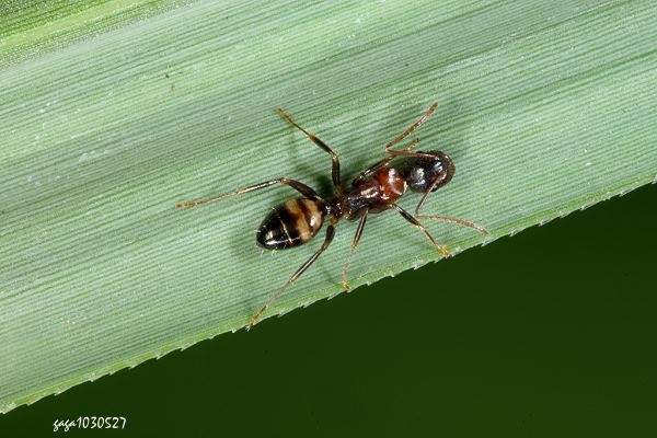 s Camponotus subbarbatus 