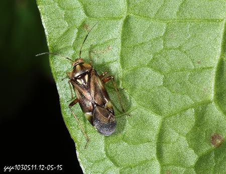 ϨȬ Orthops sp.