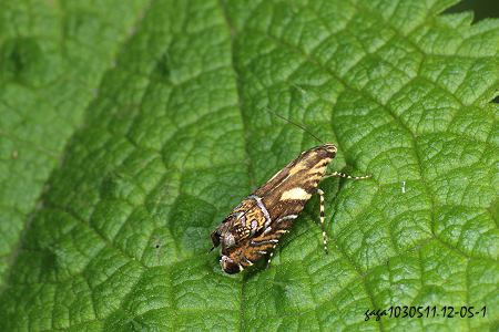 J͸ Glyphipterix lunaris