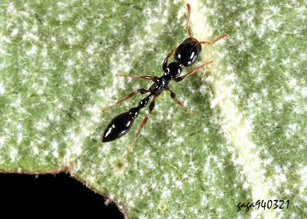 Tetraponera allaborans