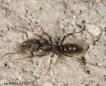 ʰw Pachycondyla  sp.  