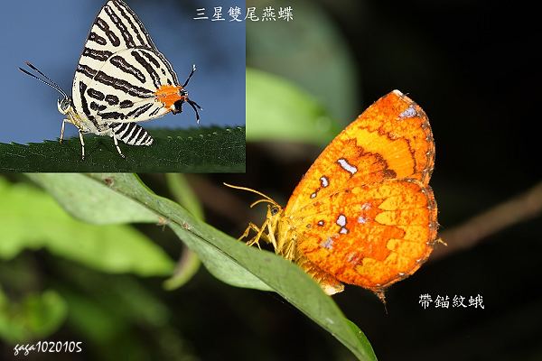 很像蝴蝶