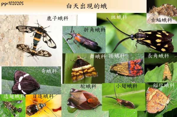 白天出現的蛾