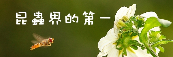 昆蟲界的第一