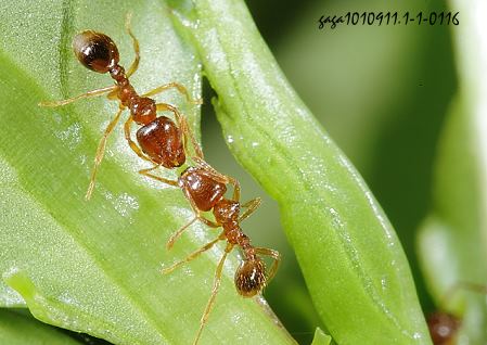Lophomyrmex taivanae