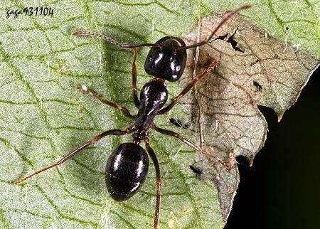  Camponotus friedae  