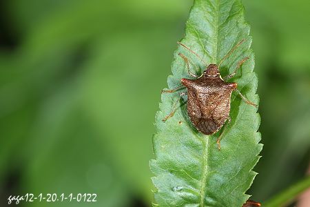 Carbula crassiventris