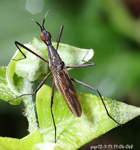 r} Gymnonerius  sp. 