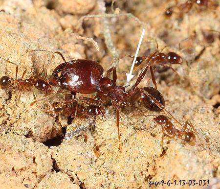 Pheidologeton diversus 