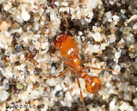 Solenopsis geminata 