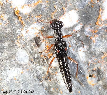 Stenus arisanus