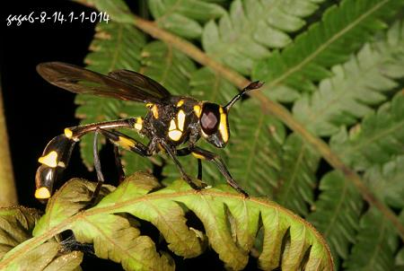 爪哇柄角蚜蠅 Monoceromyia javana