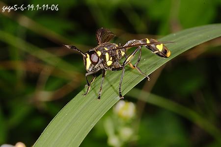 Monoceromyia javana