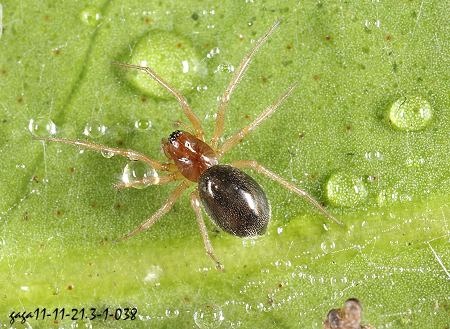 Hylyphantes tanikawai
