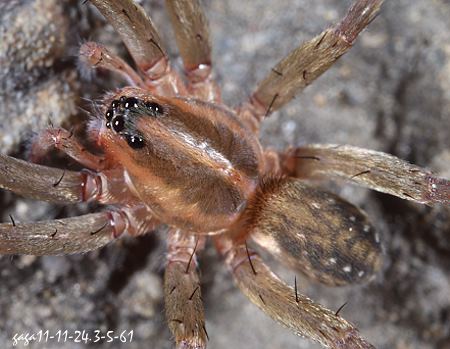 Pirata sp. 