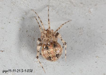  Theridion xianfengense