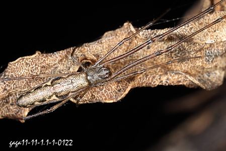  Tetragnatha praedonia