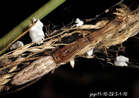 華麗長腳蛛 Tetragnatha nitens