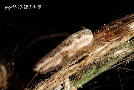 Tetragnatha nitens