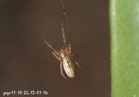 Dyschiriognatha quadrimaculata  