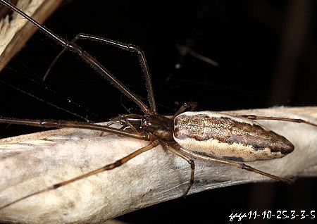 華麗長腳蛛 Tetragnatha nitens