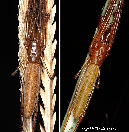  Tetragnatha nitens