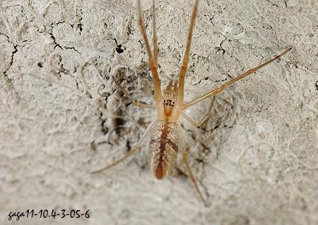 Dyschiriognatha  sp.  