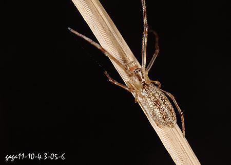 Dyschiriognatha  sp.  