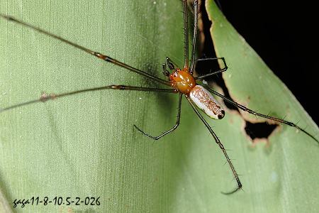 Leucauge tessellata 